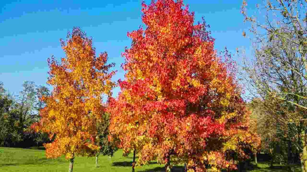 Liquidambar, cosa sapere: quanto cresce, quanto costa e come coltivarlo