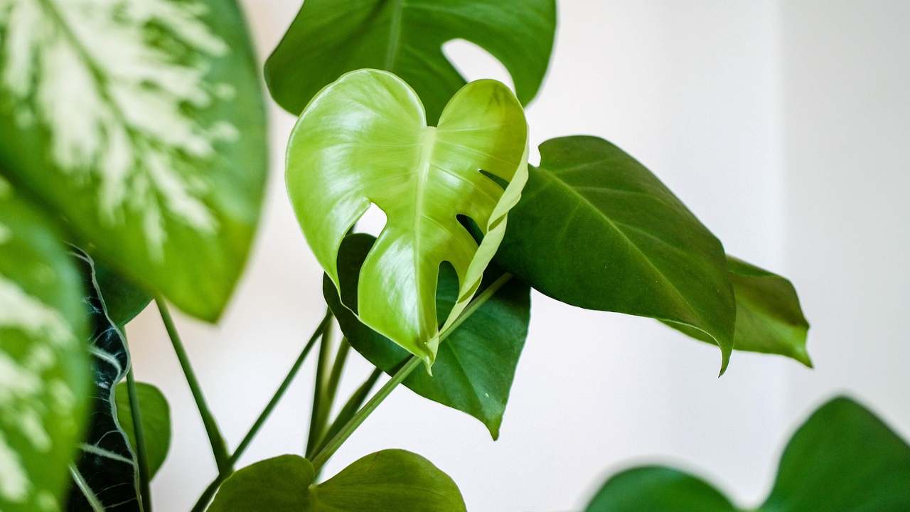 piante coltivazione monstera