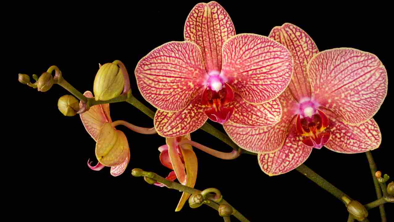 orchidea cosa succede in autunno