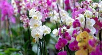Keiki, cosa sono e quando nascono sulle orchidee