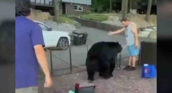 Manda via l’orso dal giardino con estrema calma: il VIDEO che lascia senza parole