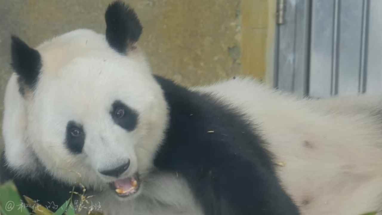 panda centro cina morto