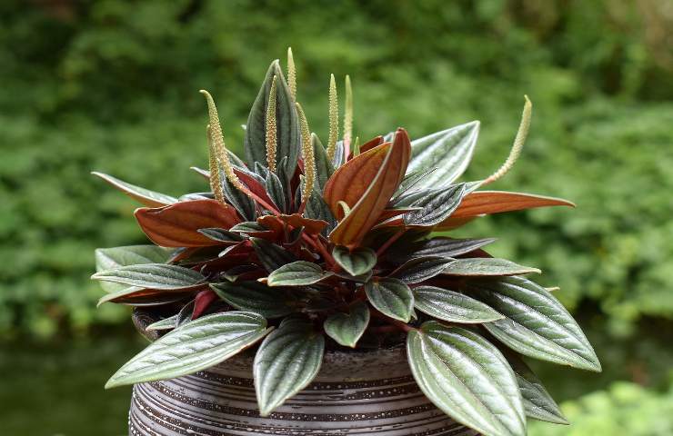 piante indoor peperomia