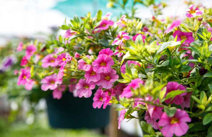 fiori petunia cure