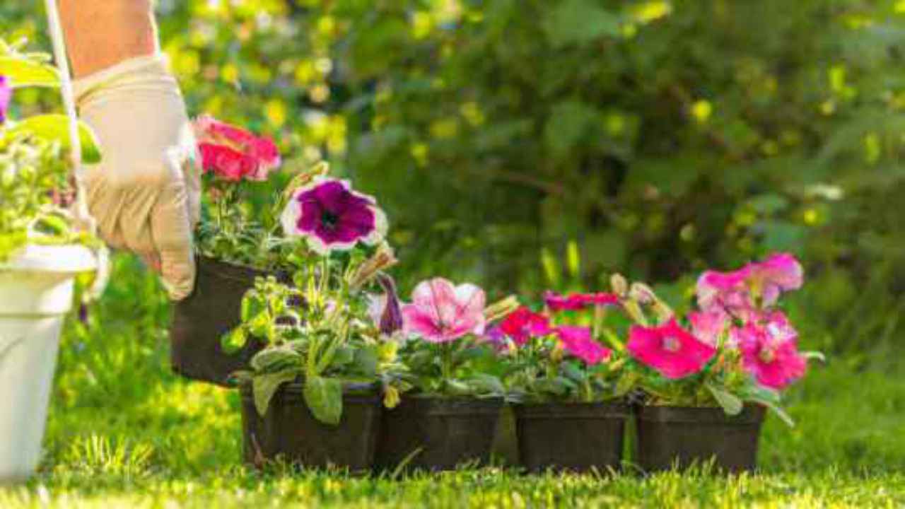 petunia fiori cura