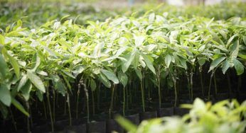 L’avocado sostenibile: i vari passaggi che lo portano sulla tue tavole