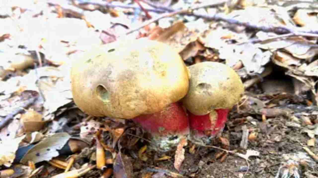 come distinguere porcini velenosi