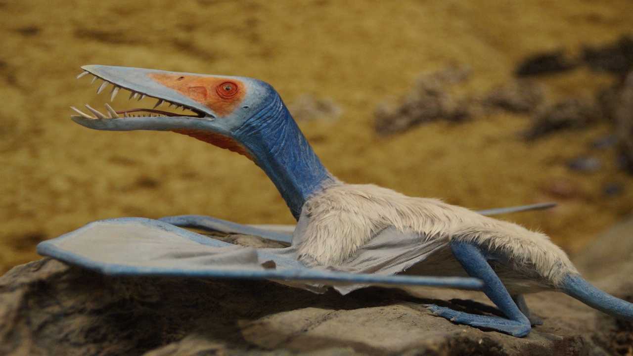 trovato fossile uccello preistorico 