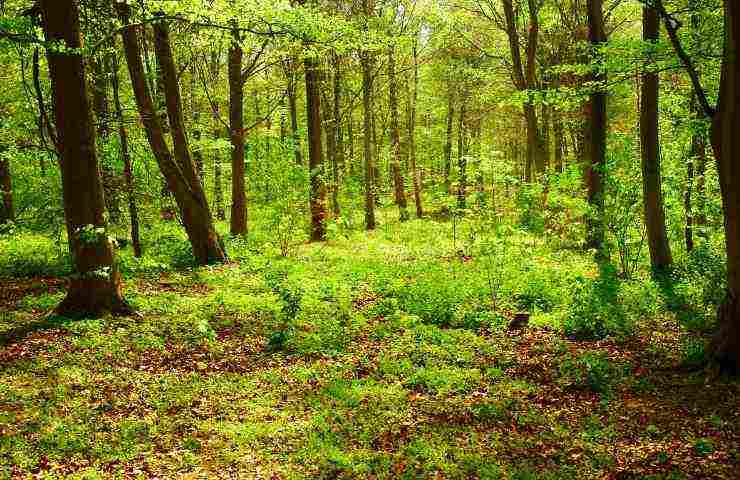 fuoco bosco prevenire