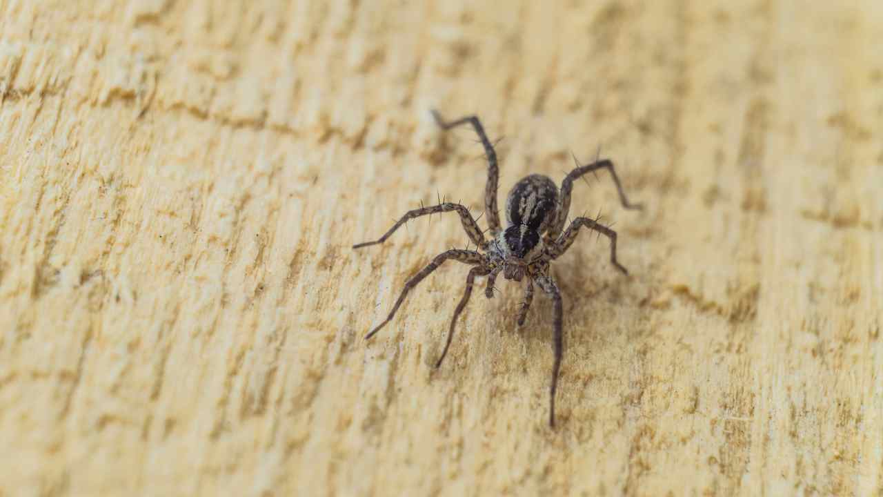 ragno più pericoloso al mondo