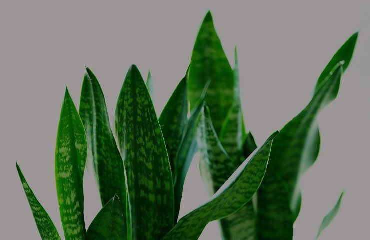 piante indoor sansevieria