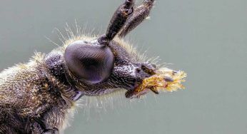 Sognare blatte in casa: qual è il significato