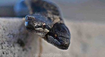 Liguria, trovato serpente a due teste: non è la prima volta in Italia