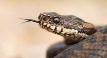Serpenti, qual è la specie con il morso più letale