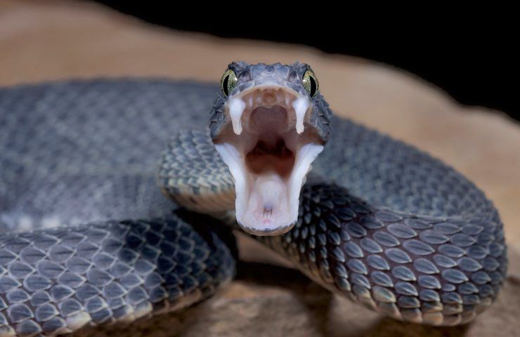 vipera del gabon