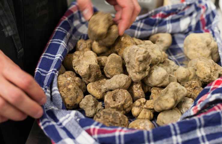 tartufo regole toscana