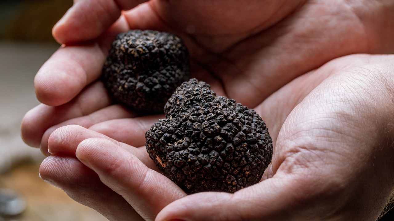 tartufo regole toscana