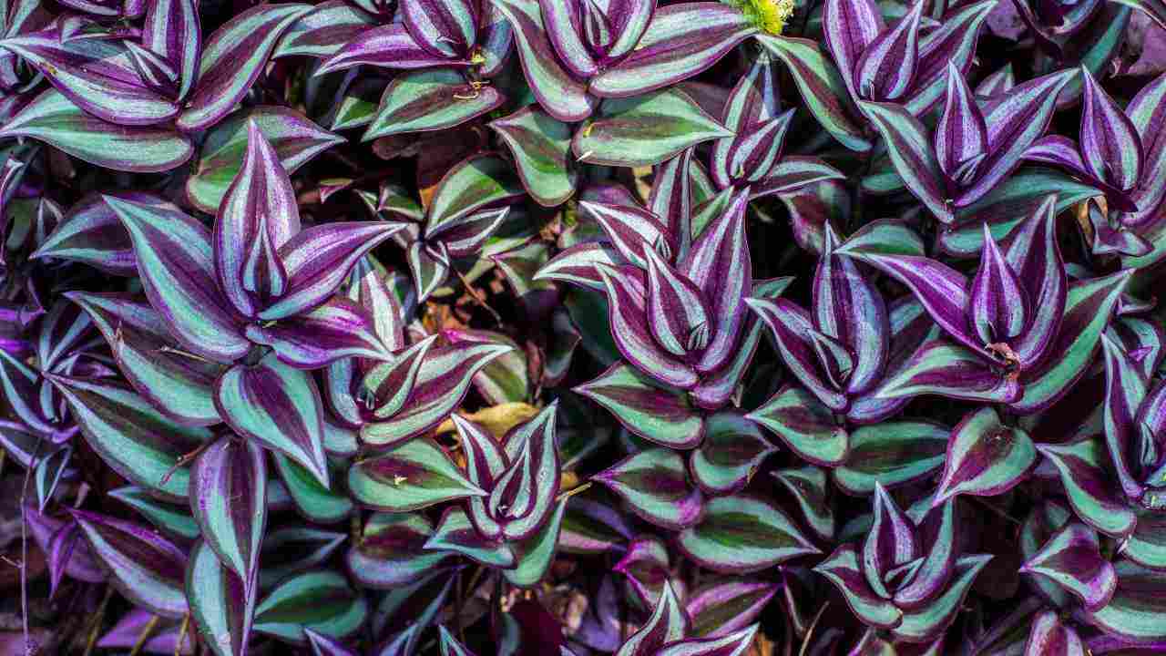 piante foglie viola casa