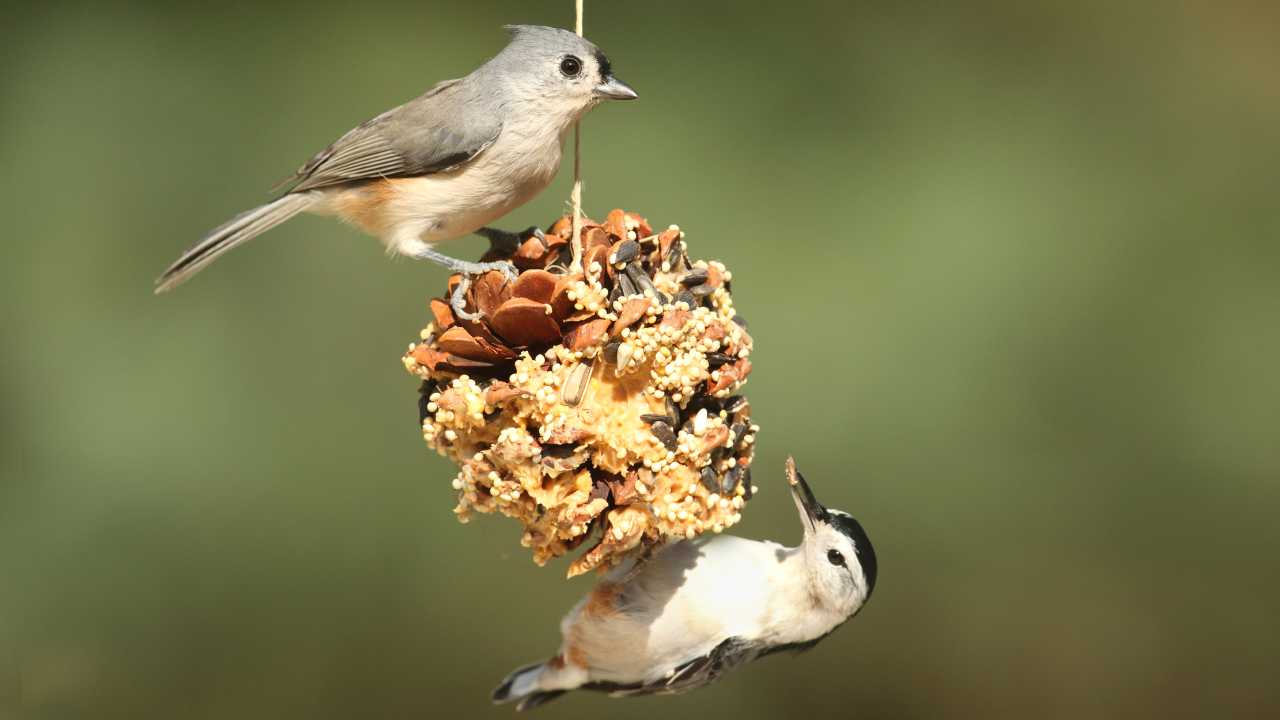 uccelli mangiatoia negativa