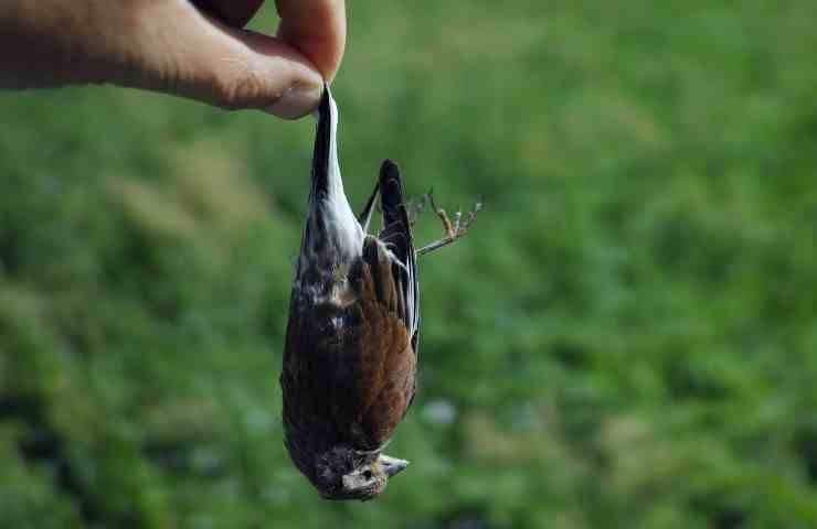 uccelli morti caccia prepartura