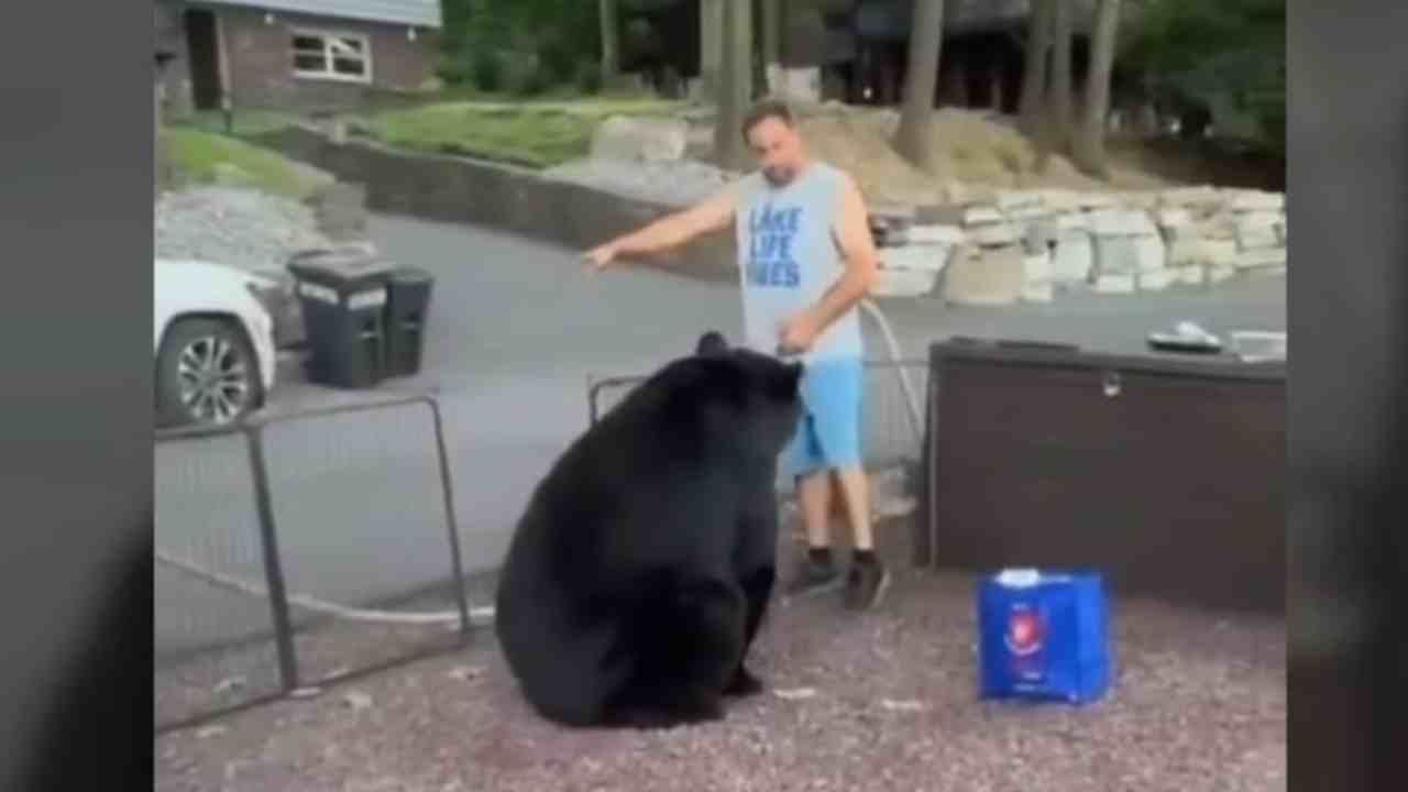 uomo orso video