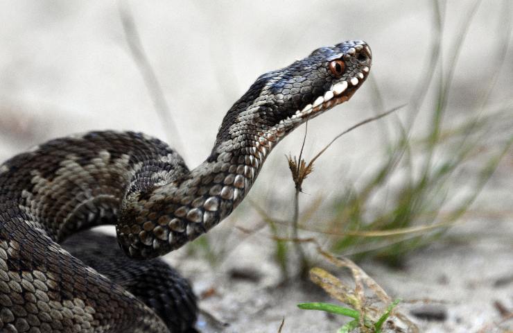 vipera del gabon letalità