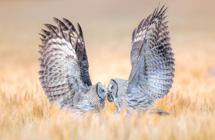 A Mother's Love by Qiuqing Mu