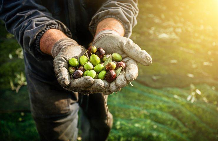 produzione negativa olio oliva