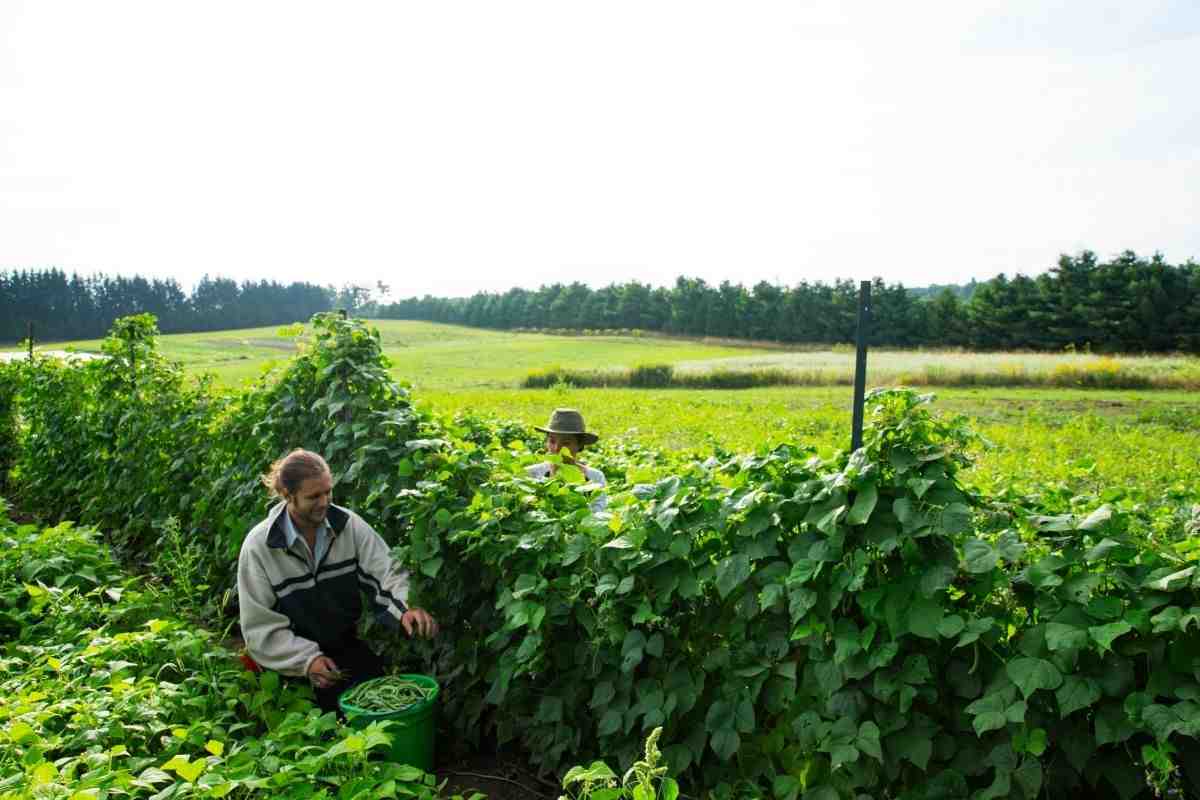 Agricoltura biologica