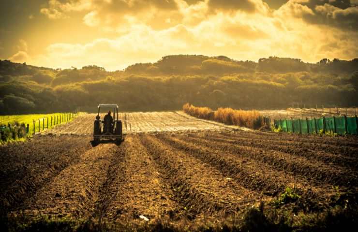 Settore agricolo