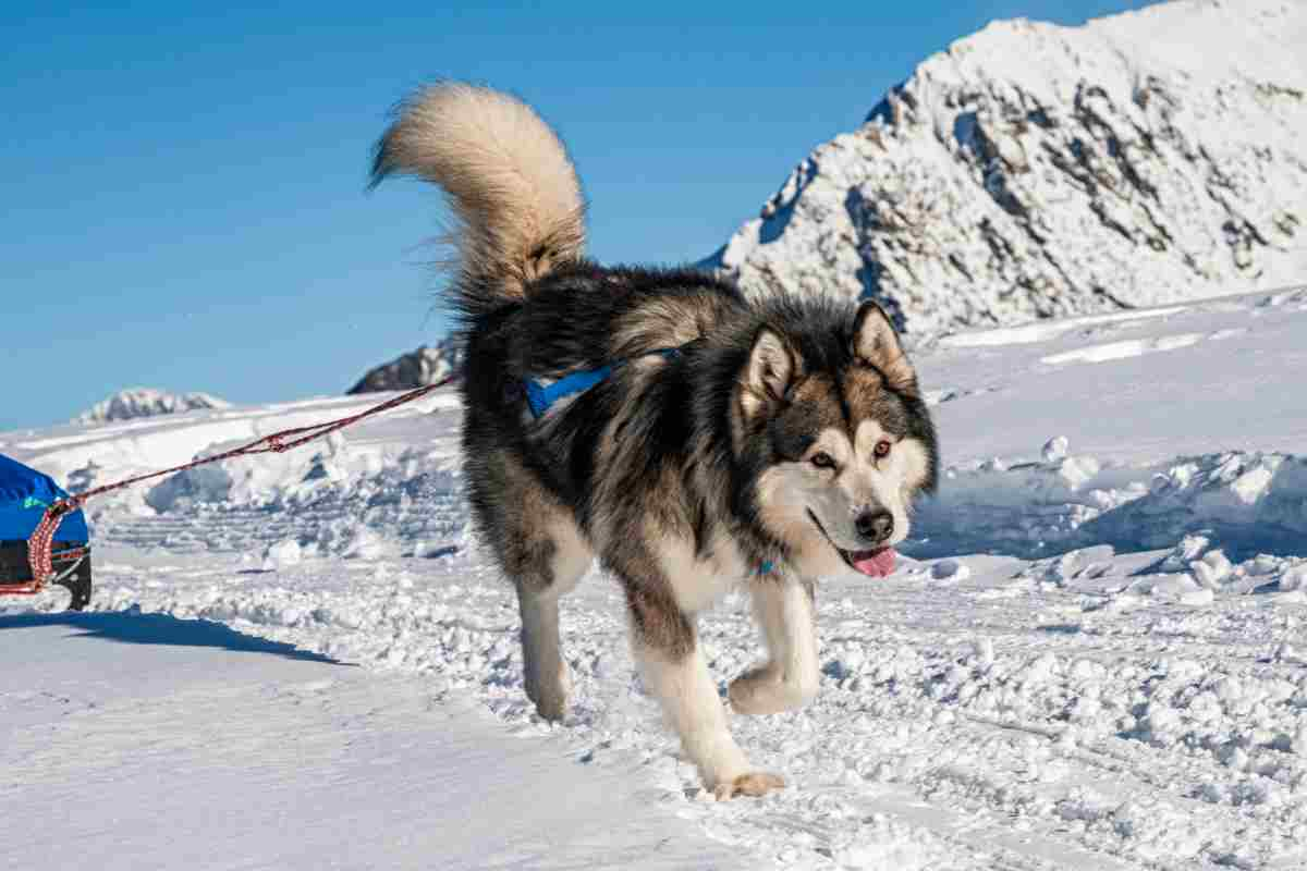 cani da lavoro Alaskan Malamute