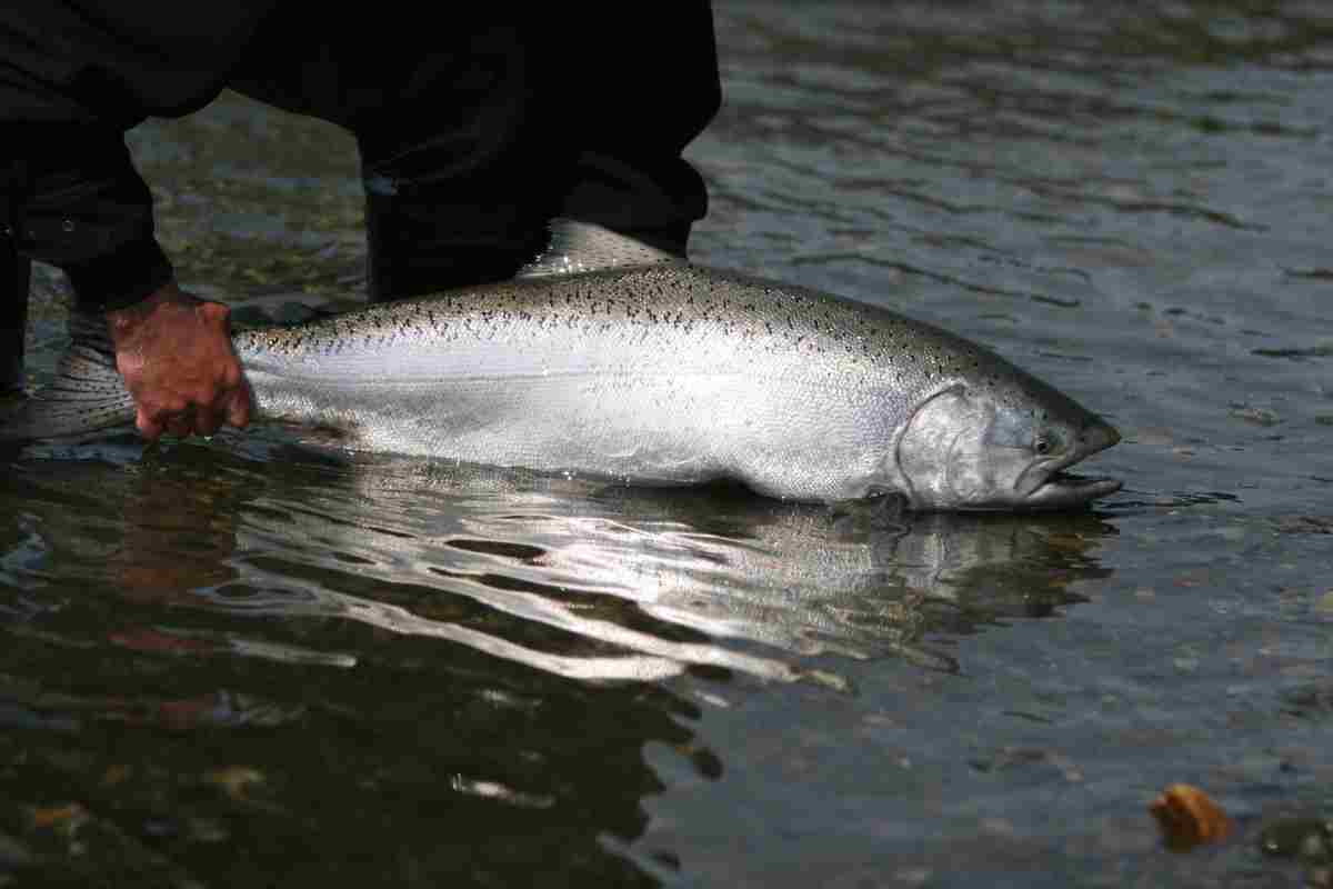 Allarme salmone reale