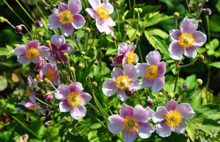 coltivazione anemone giapponese