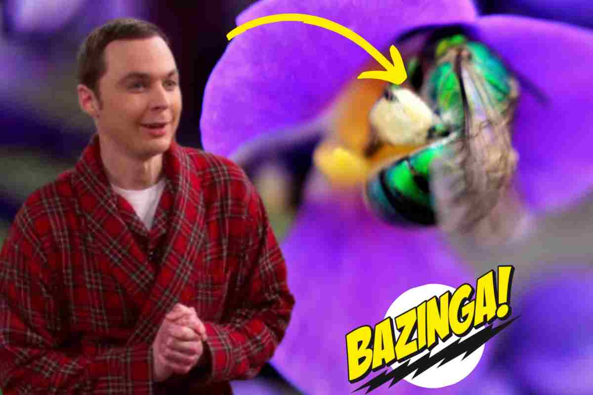 sheldon bazinga