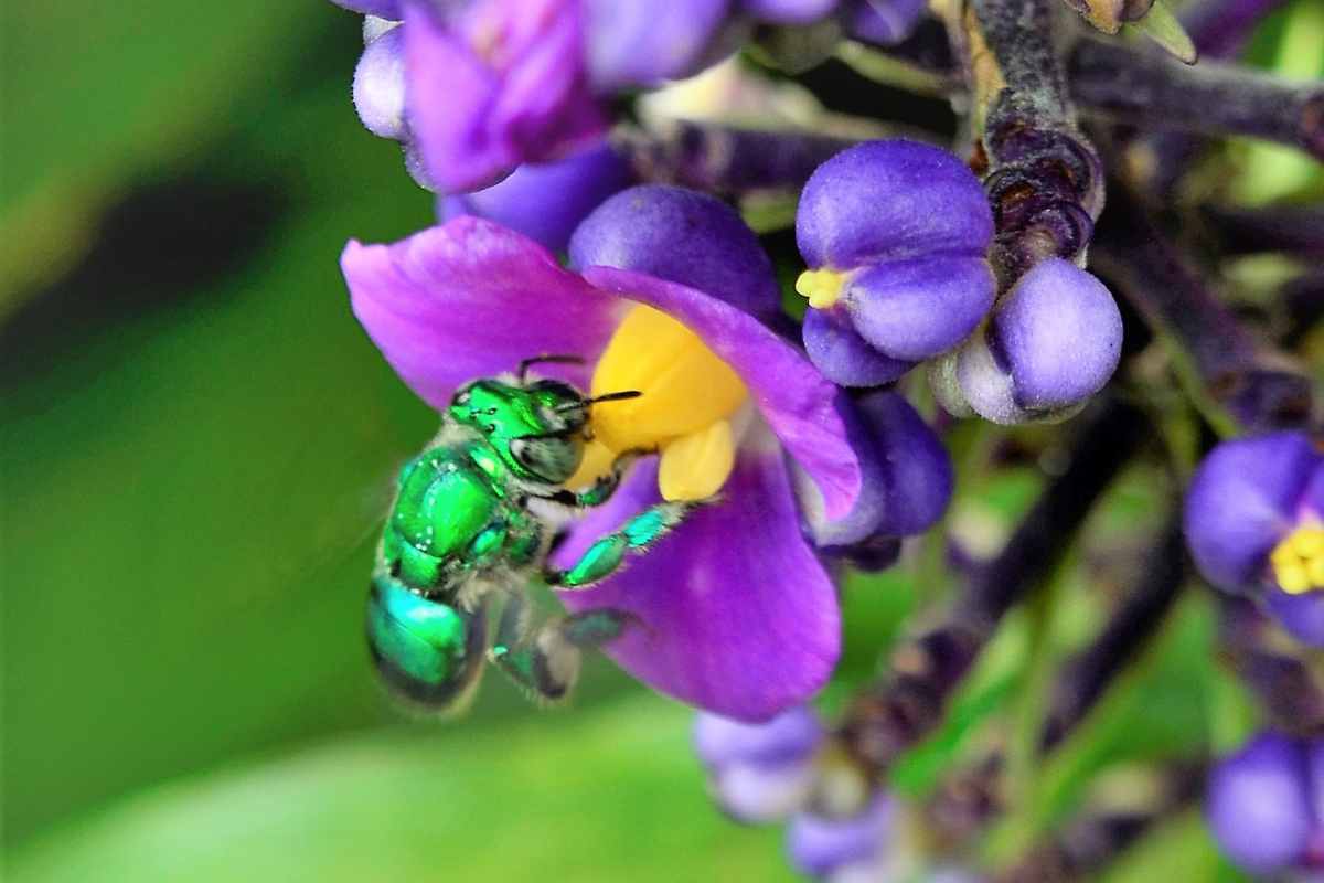 Ape bazinga poggiata su di un'orchidea viola