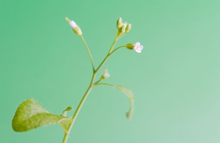 Arabidopsis thaliana