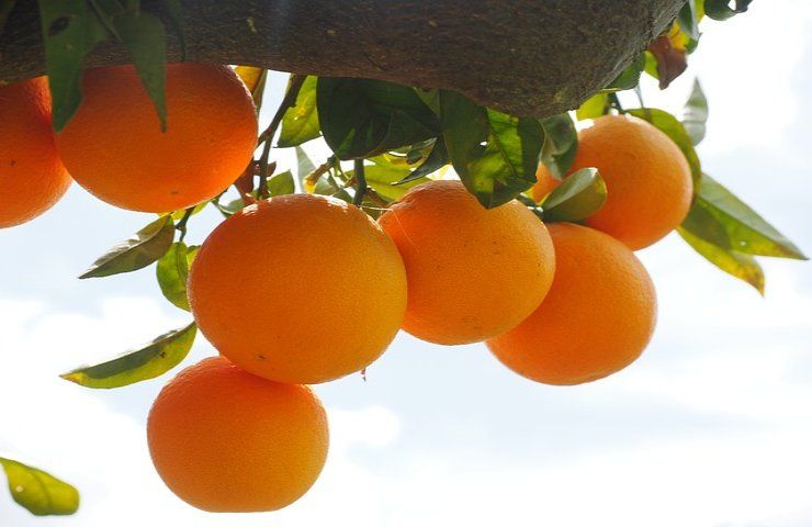 piantare un albero di arancio in giardino