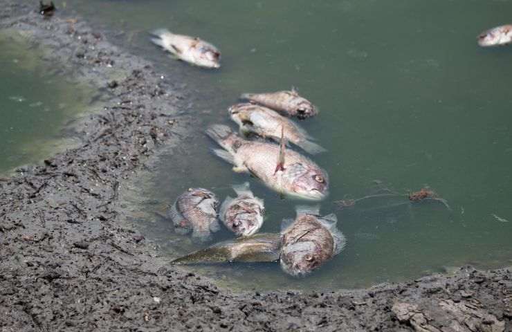 Assurda moria di pesci