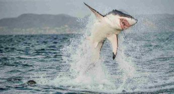 Attaccato da uno squalo, ora risulta disperso: torna la paura – VIDEO