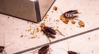 Tutto questo attira le blatte in casa: rischi di ritrovartele