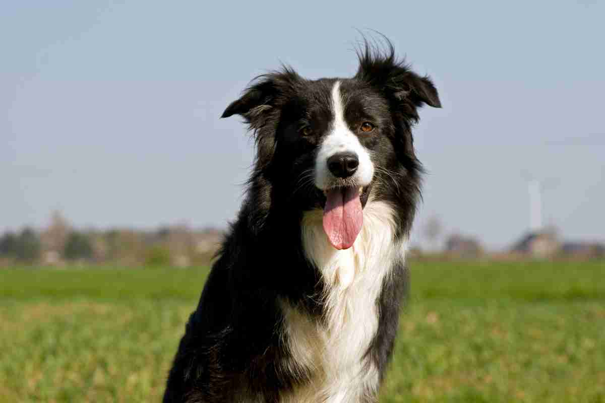 Border collie cani a pelo lungo di taglia media