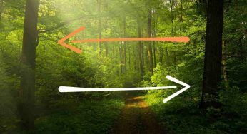 Come avviene la comunicazione tra piante, la scoperta di un team giapponese