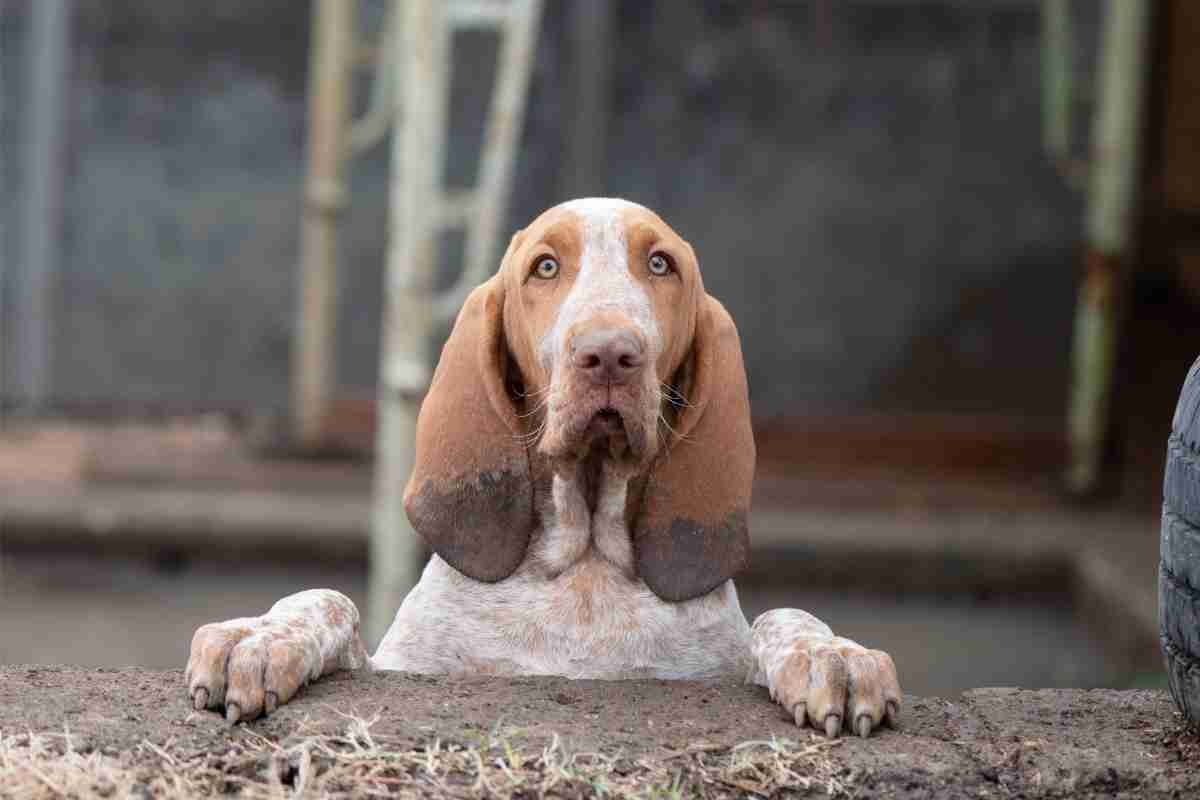 Bracco Italiano 