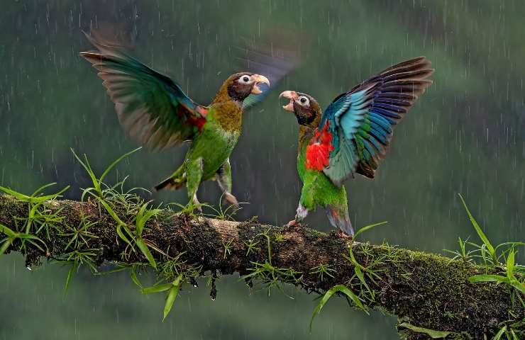 Brown-hooded Parrot' by Gianni Maitan