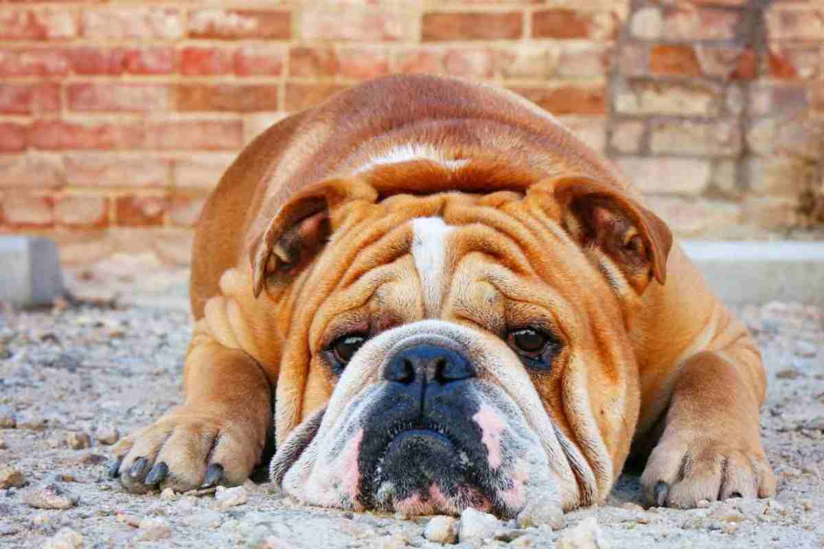 Bulldog inglese