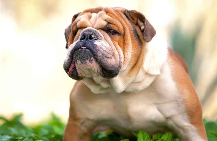 Bulldog inglese