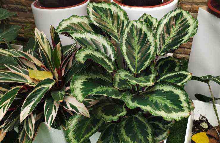 pianta di calathea