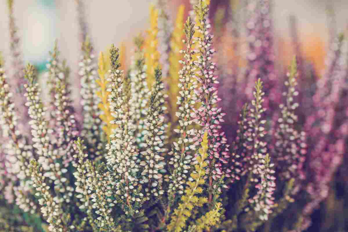 Calluna