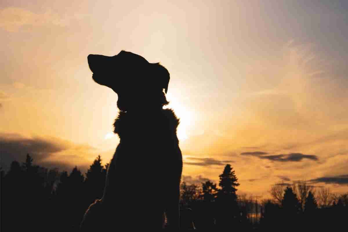 Cane fa pipì sul letto