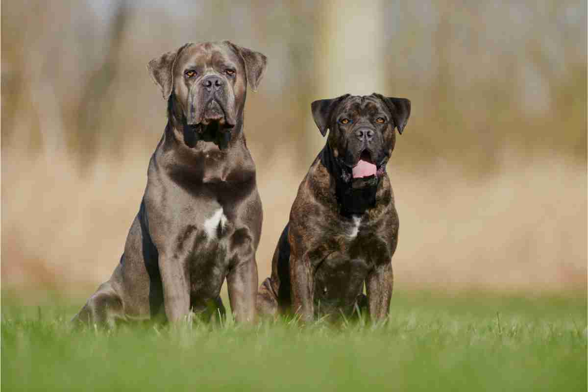 Cane Corso